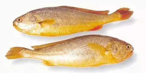 黃花魚(yú)